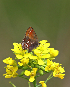 Juniper Hairstreak